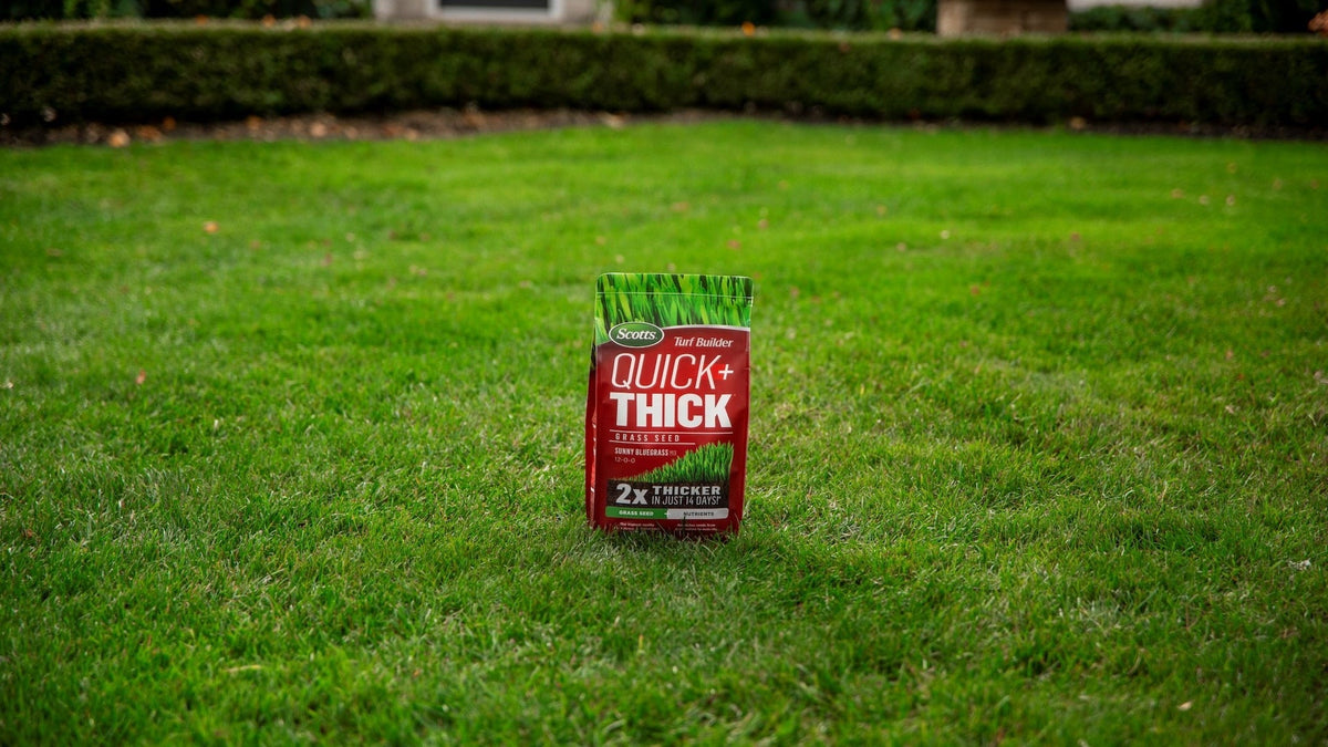 Scotts Turf Builder Quick + Thick Grass Seed Sunny Bluegrass Mix, 12-0-0, 1.2-kg